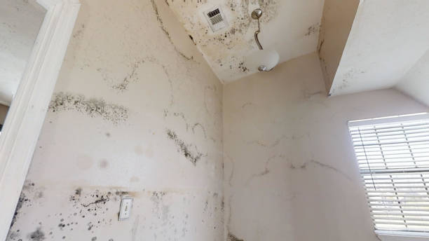 Best Airborne Mold Testing  in Fanwood, NJ