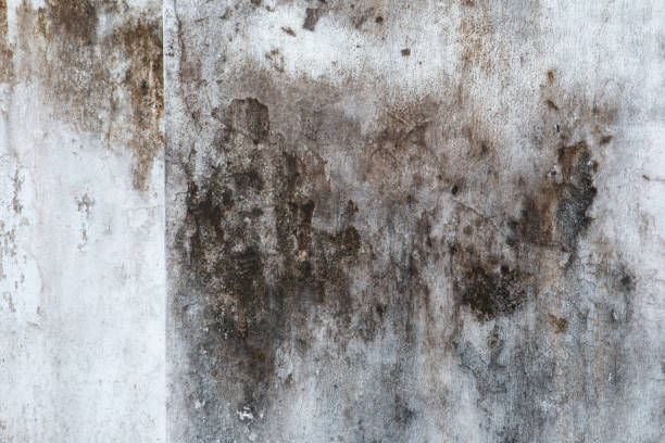 Best Mold-Related Health Consultation  in Fanwood, NJ