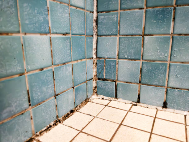 Best Mold Documentation for Insurance Claims  in Fanwood, NJ