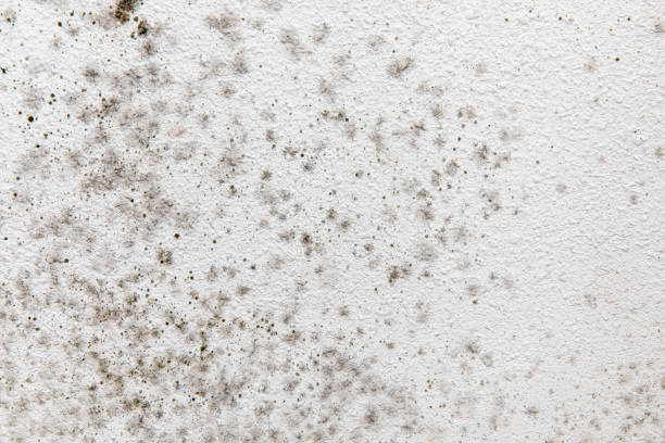 Best Air Quality Testing for Mold Spores  in Fanwood, NJ