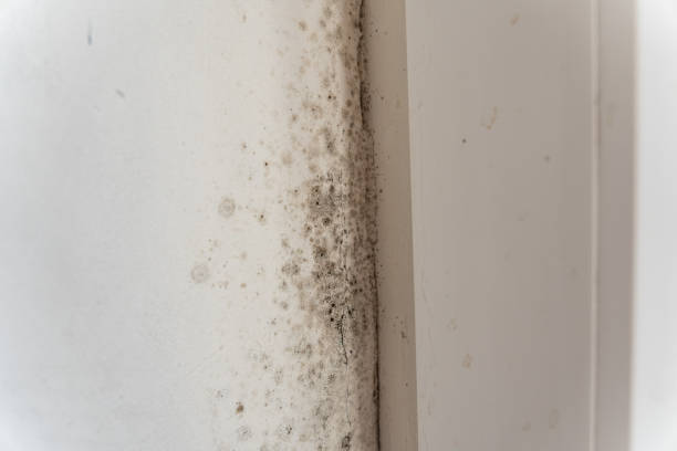 Dehumidification Services in Fanwood, NJ