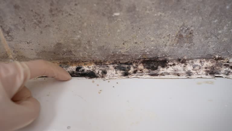 Best Black Mold Removal  in Fanwood, NJ