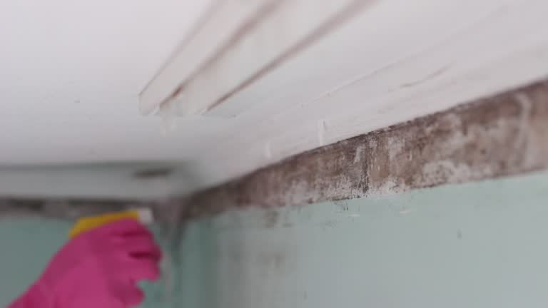 Best Attic Mold Removal  in Fanwood, NJ